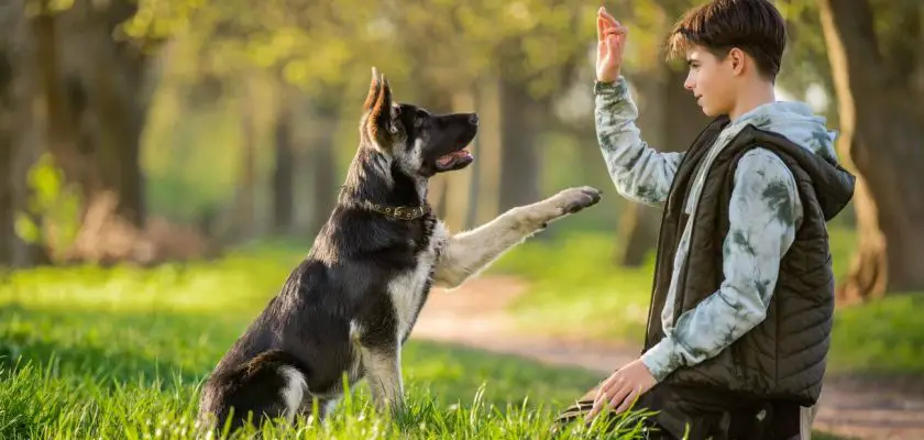 jak nauczyć psa dawać łapę