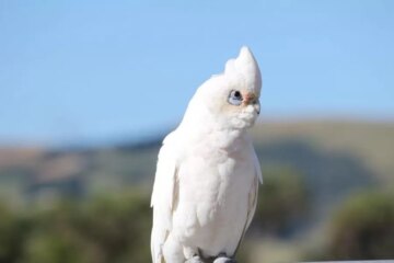 kakadu biała