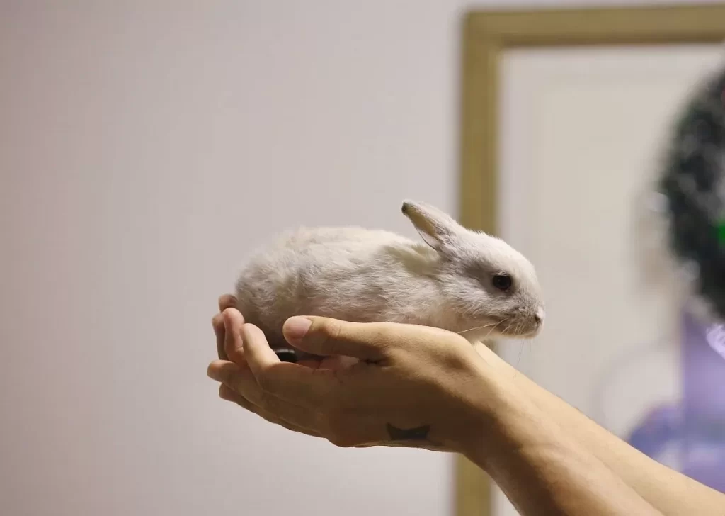 kojec dla królika – tylko w domu