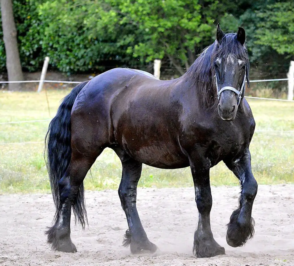 koń fryzyjski wygląd