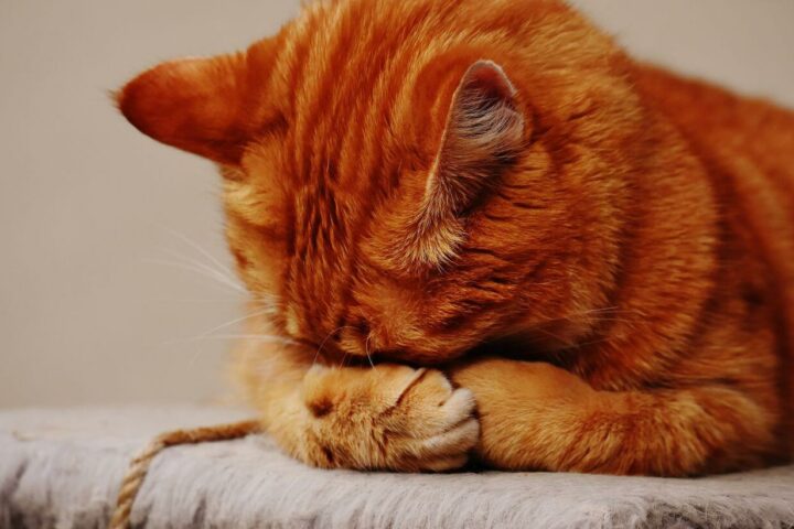 kot nie chce jeść mokrej karmy