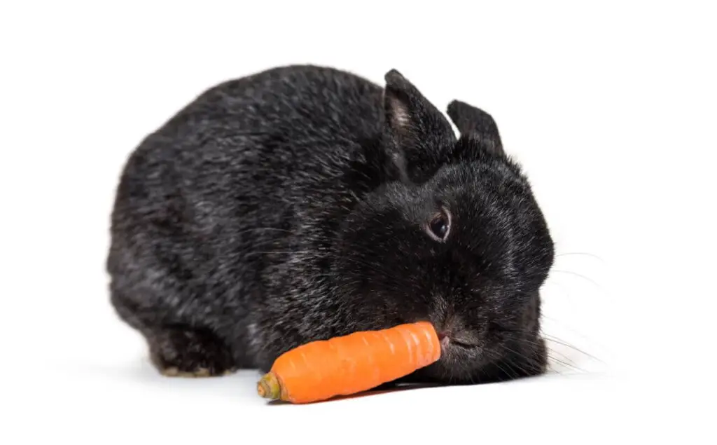królik miniaturka je marchewkę