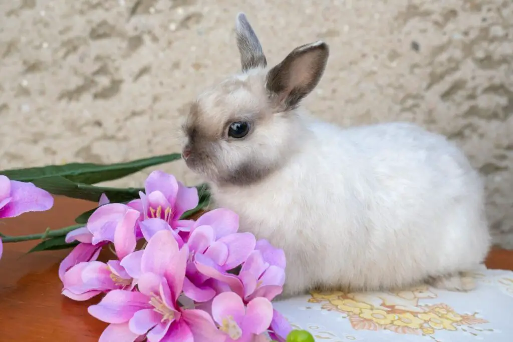 królik miniaturka z kwiatami