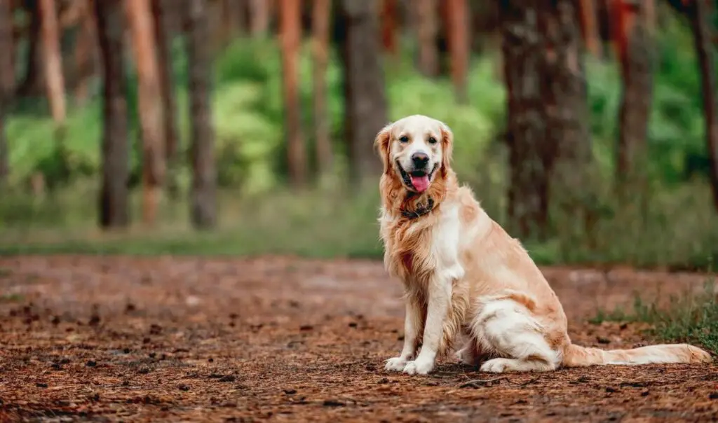 ile kosztuje labrador i gdzie go szukać? 2 labrador ile kosztuje