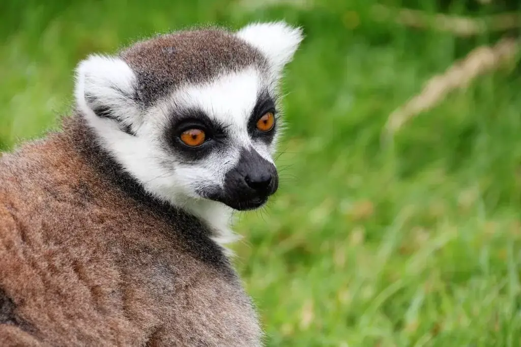 lemur katta zagrożony gatunek