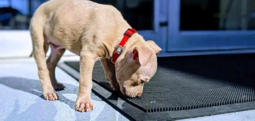 nosework