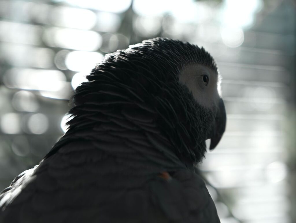 papuga żako-podgatunki
