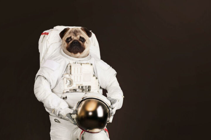 pierwszy pies w kosmosie