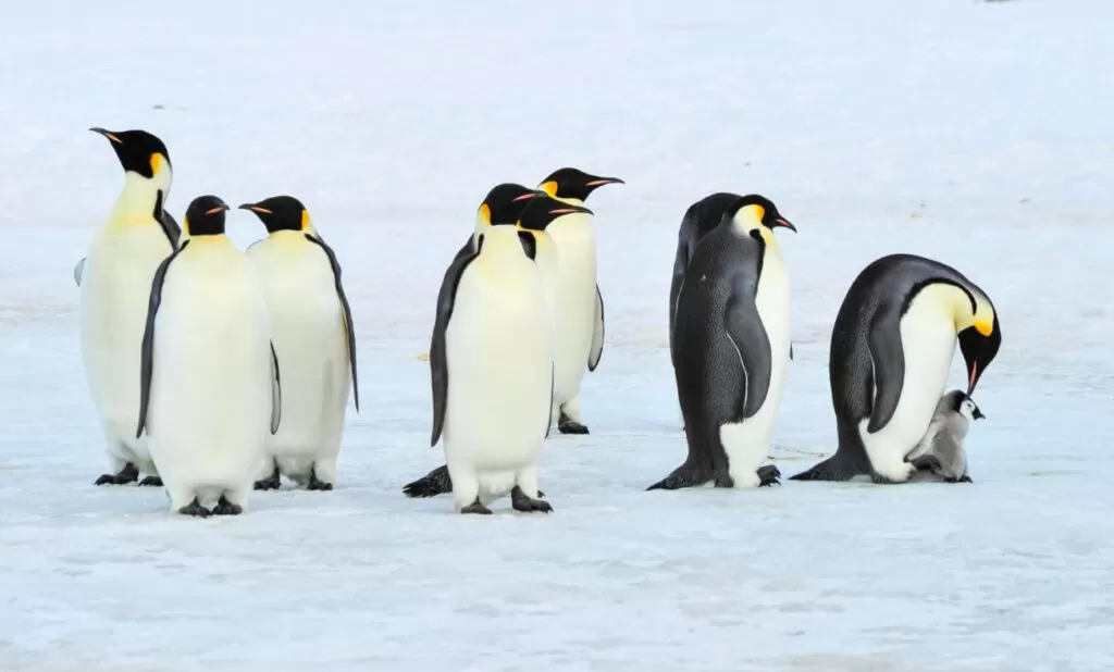 Pingwin cesarski grupa pingwinów