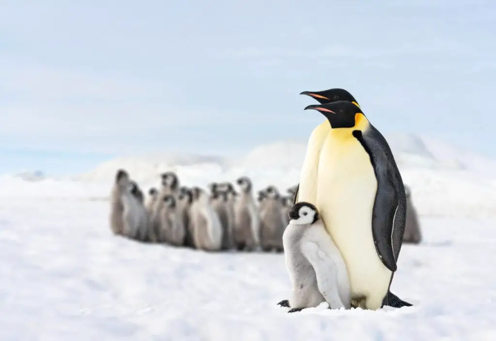 pingwin cesarski z młodym