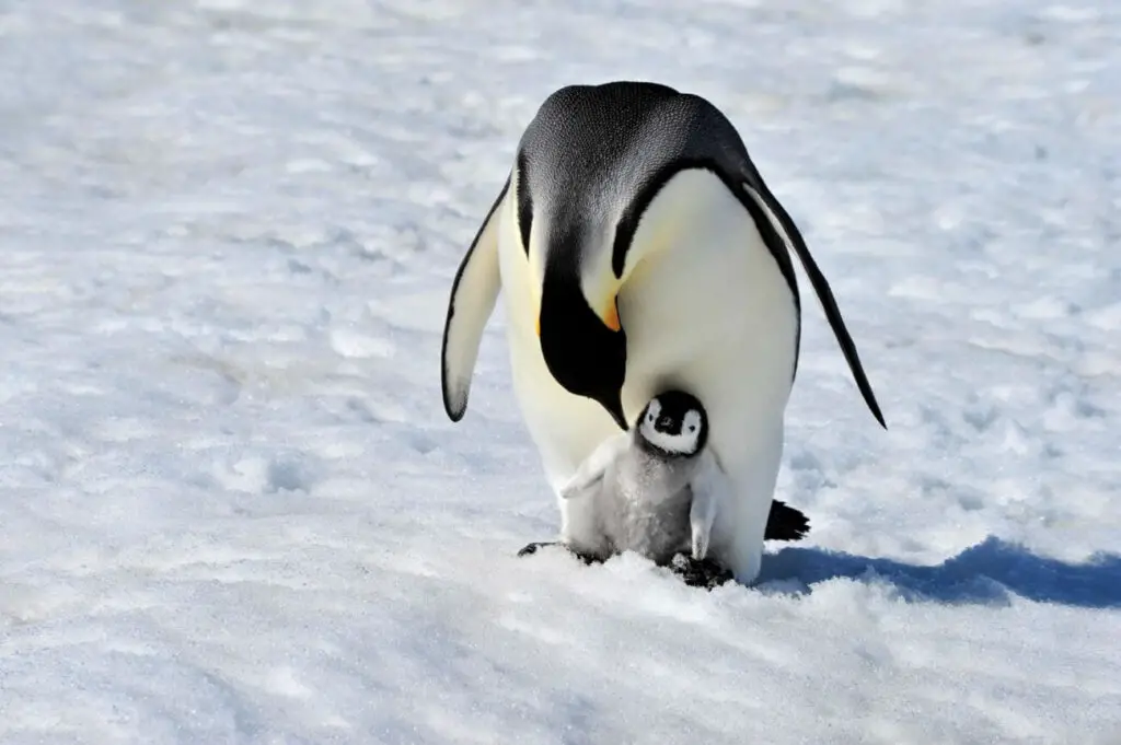 Pingwin cesarski z pisklakiem