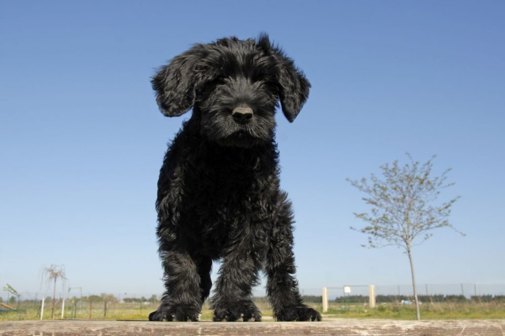 portugalski pies dowodny szczeniak czarny