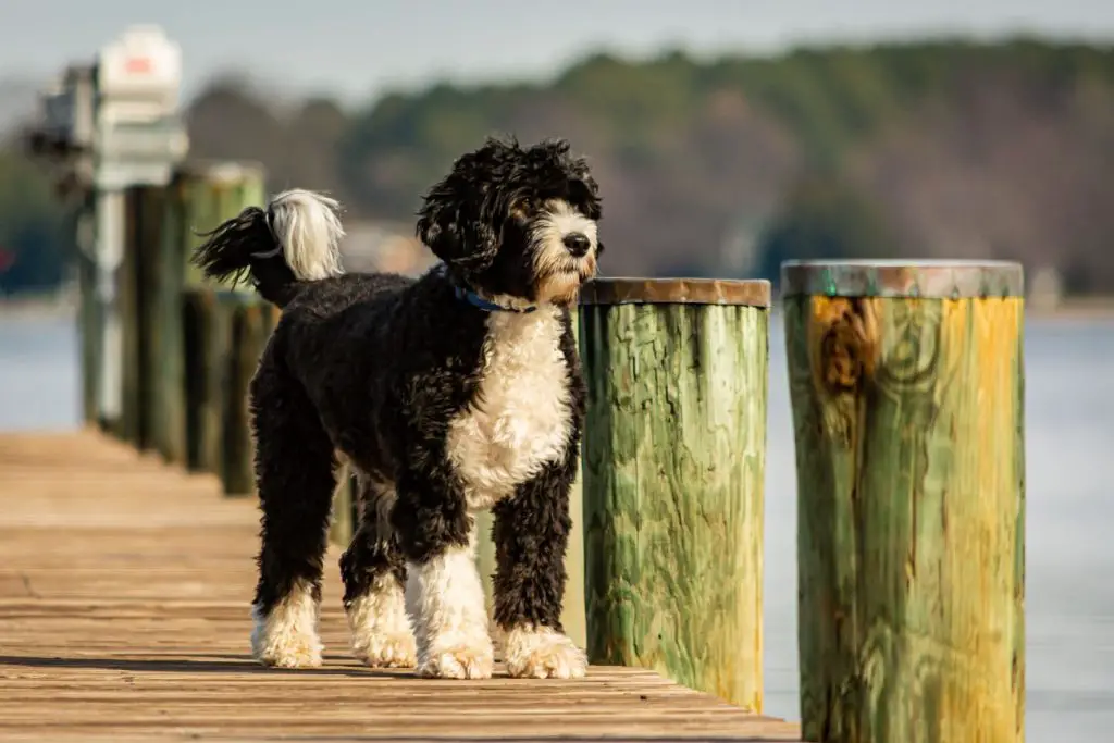Portugalski pies dowodny stojący na pomoście