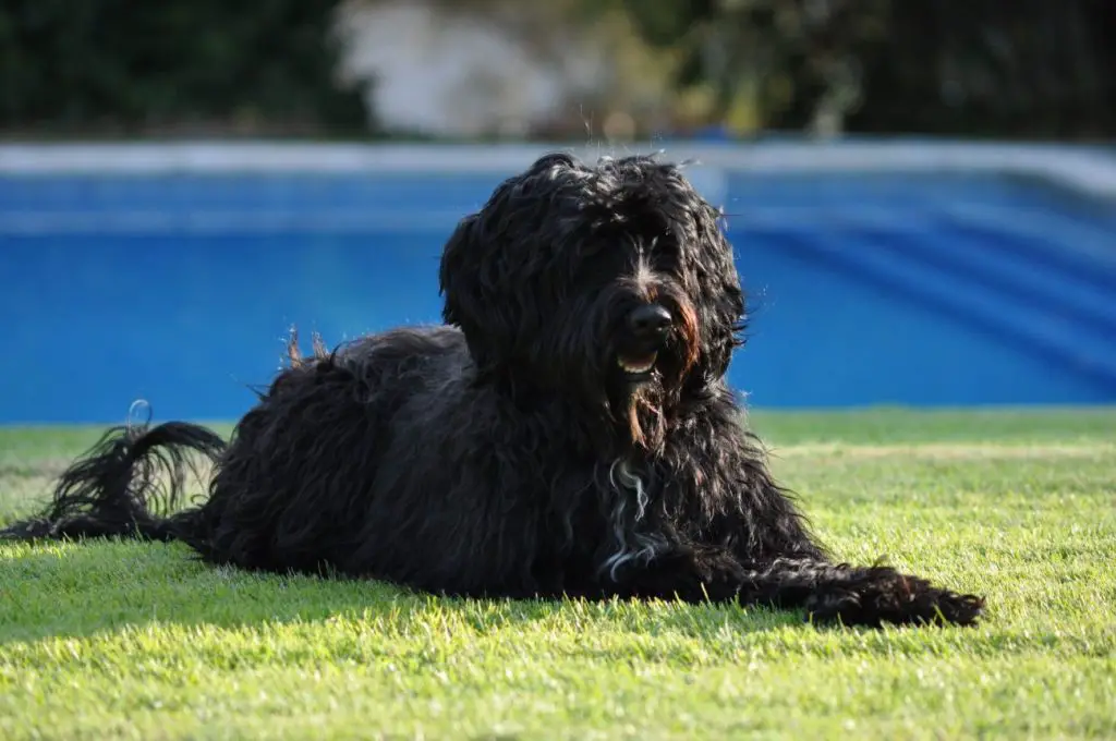 portugalski pies dowodny leży na trawie
