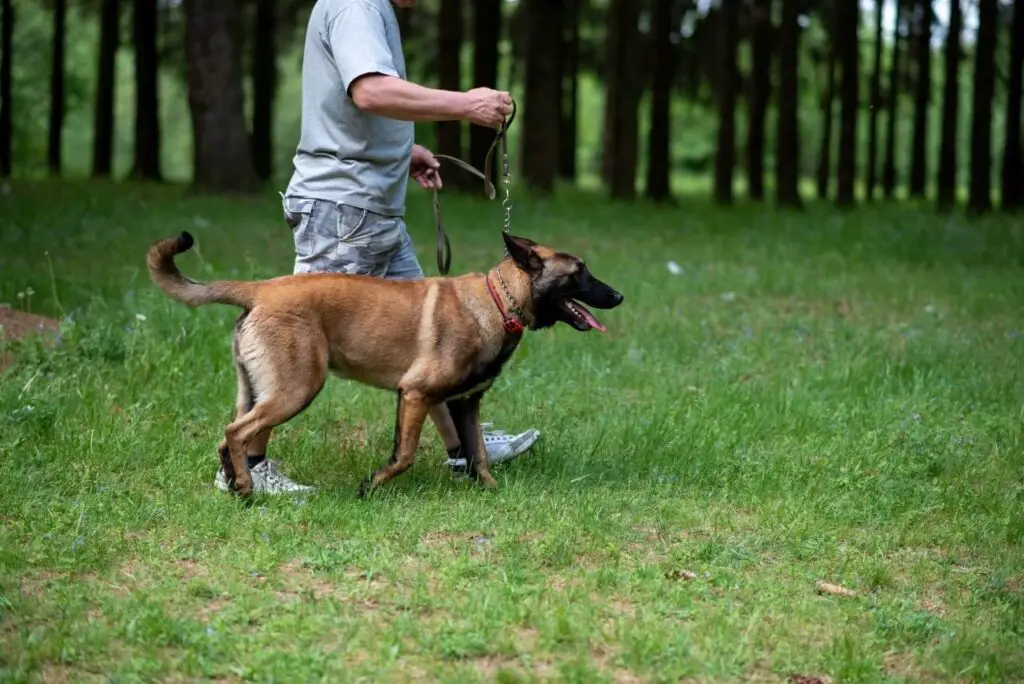 Psy pasterskie i stróżujące owczarek belgijski