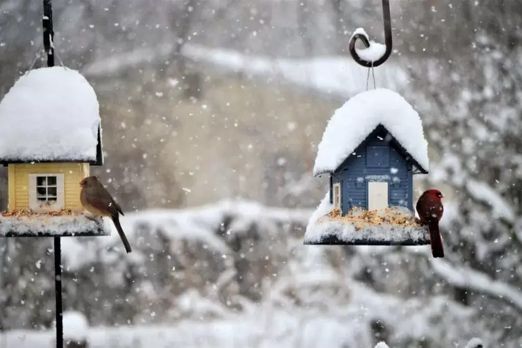 ptaki zimą - dokarmianie