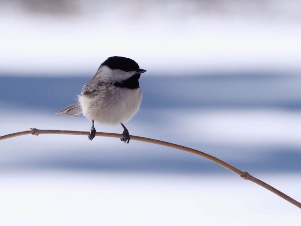 ptaki zimą - podsumowanie