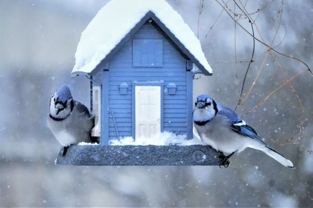 ptaki zimą - zostają