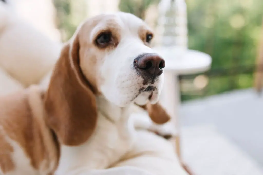 Czy rasa psa z długimi uszami wymaga specjalnej pielęgnacji