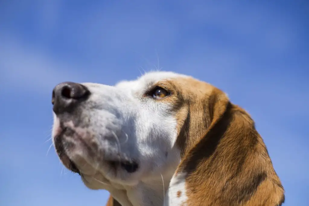Problemy, z jakie mogą towarzyszyć rasom psów z długimi uszami