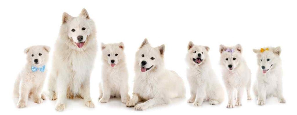 Puchaty biały pies – samojed