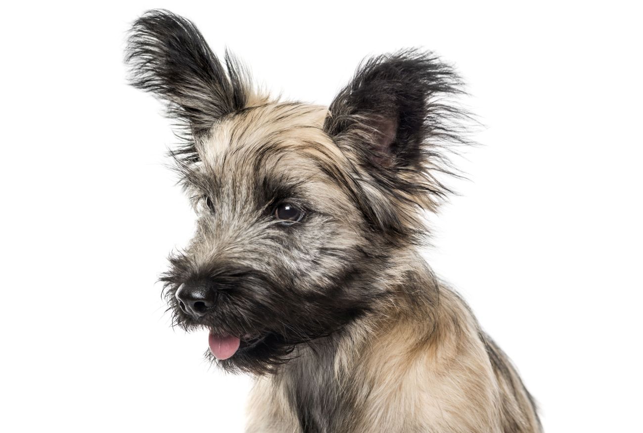 Skye terrier