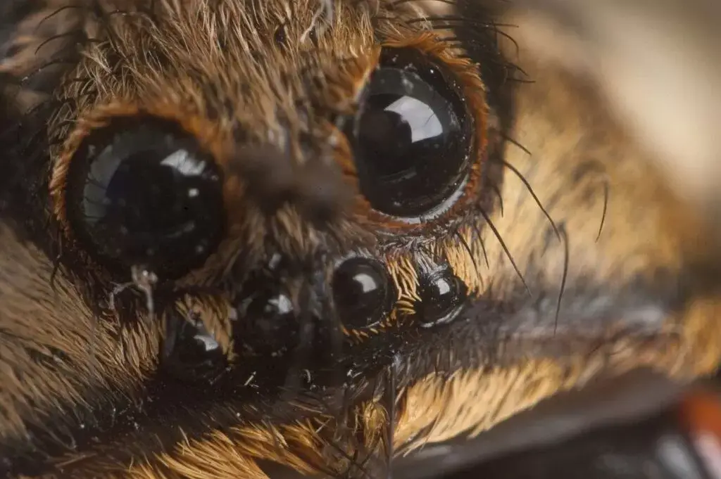 Tarantula ukraińska oczy