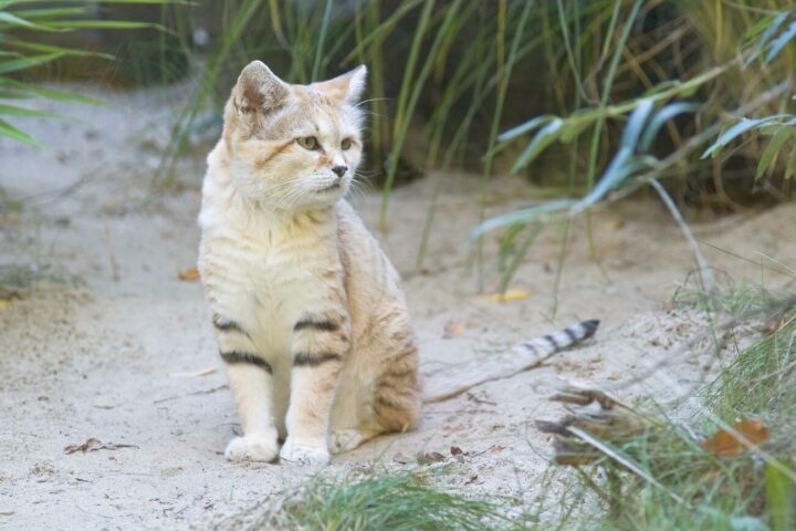 turkmeński kot pustynny
