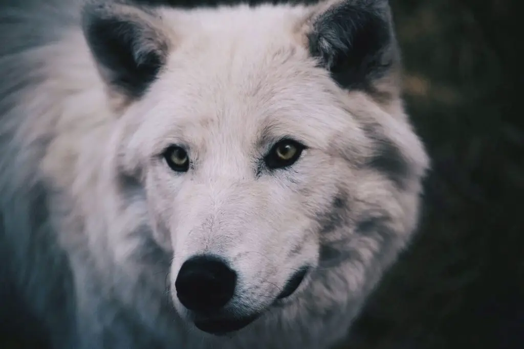 wilk polarny - czym się żywi