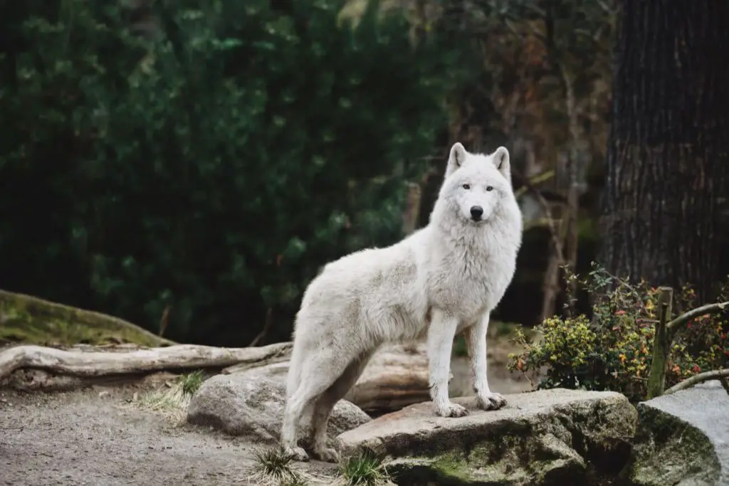 wilk polarny - jak wygląda