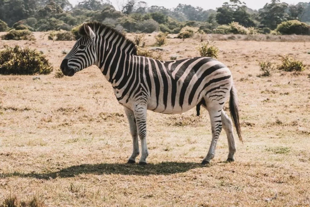 zebra ciekawostki