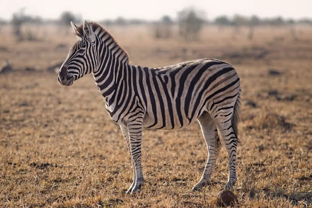 zebra gatunki
