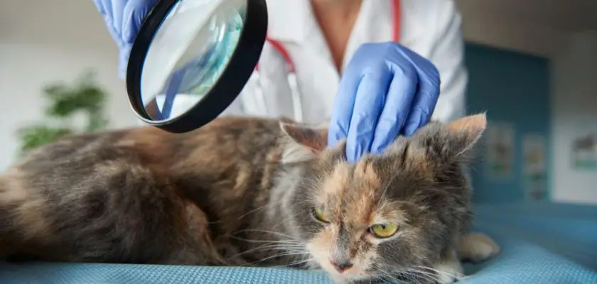 Zwolnienie lekarskie na chorego kota