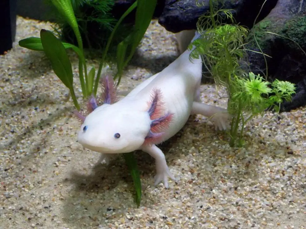 ambystoma meksykańska akwarium i inne wymagania gatunku