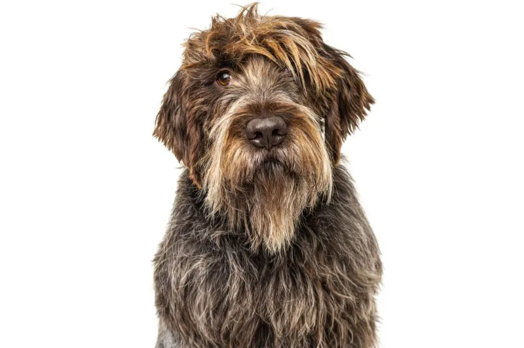 gryfon korthalsa 7 wirehaired pointing griffon – hodowla i cena