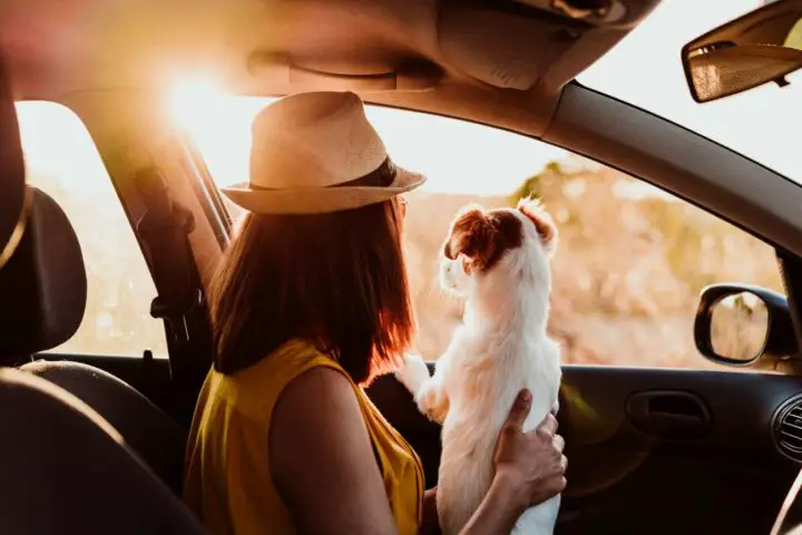 bezpieczne przewożenie psa w samochodzie