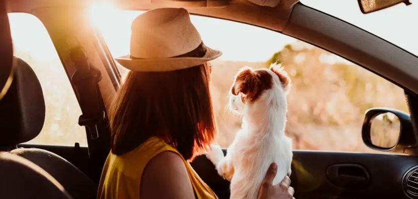 bezpieczne przewożenie psa w samochodzie