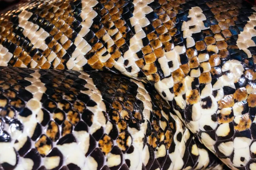 pyton siatkowy największy wąż świata w terrarium