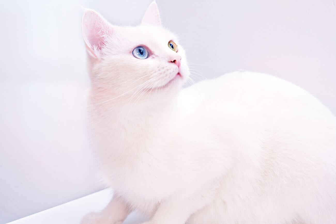 biały kot – poznaj najpopularniejsze rasy w tym umaszczeniu!