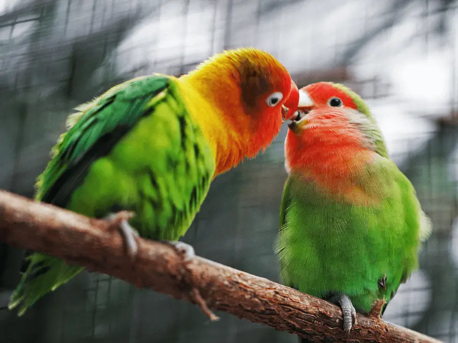 klatka dla papugi - ptak w klatce