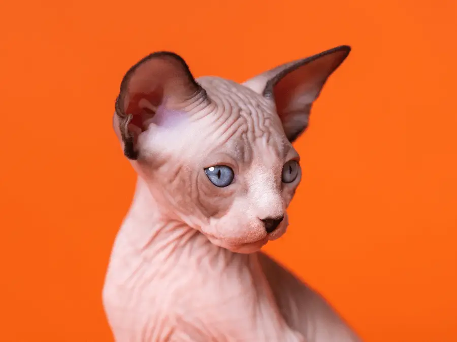 kot sfinks - łysy kot