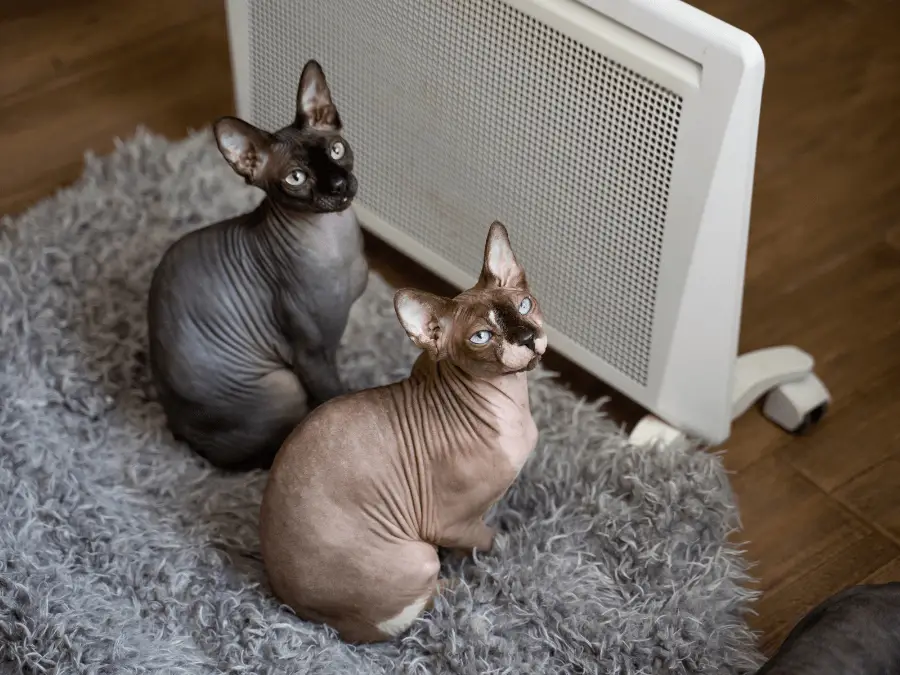 kot sfinks - dwa łyse koty