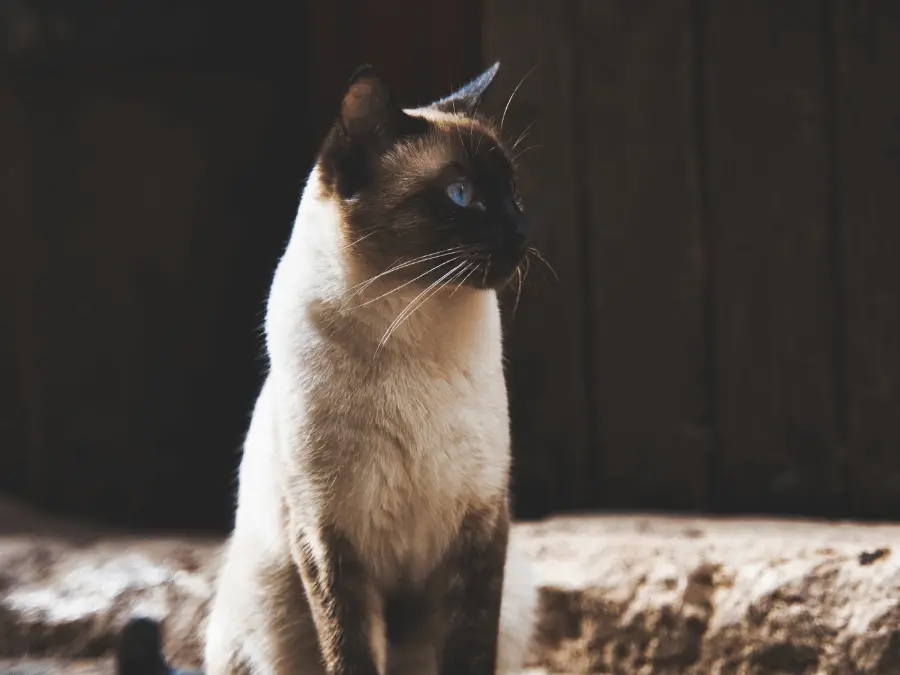 kot syjamski - kot o niebieskich oczach