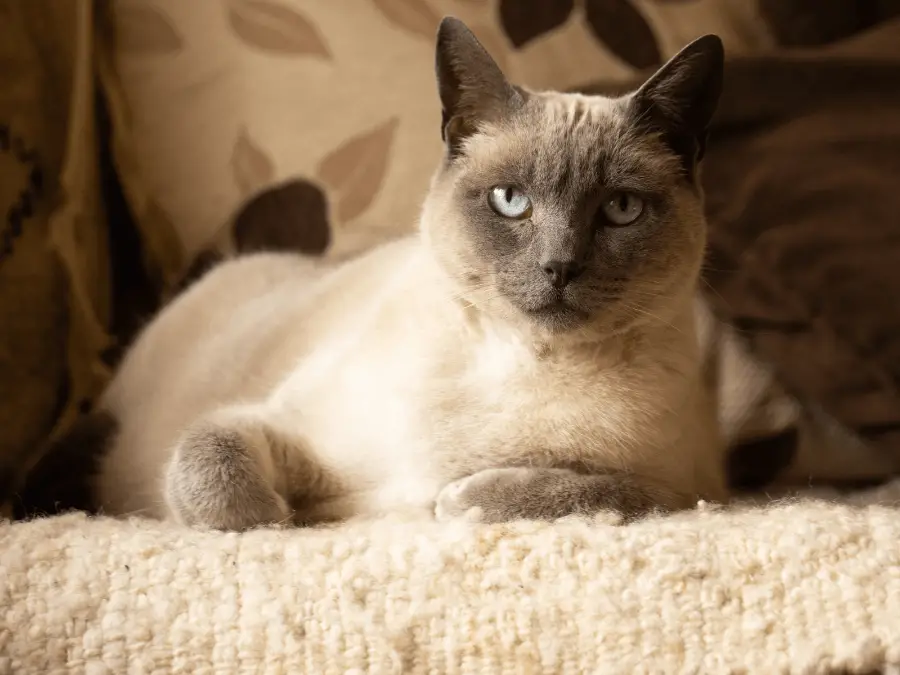 kot syjamski - kot o niebieskich oczach
