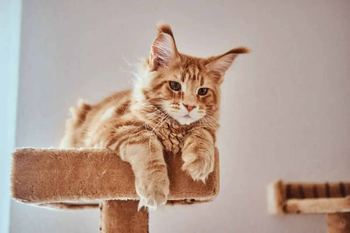 Pers szynszylowy. Poznaj rasę dwukolorowego kota perskiego. | Zwierzaki
