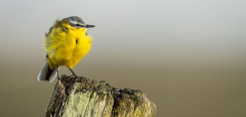 ptak z żółtym brzuszkiem