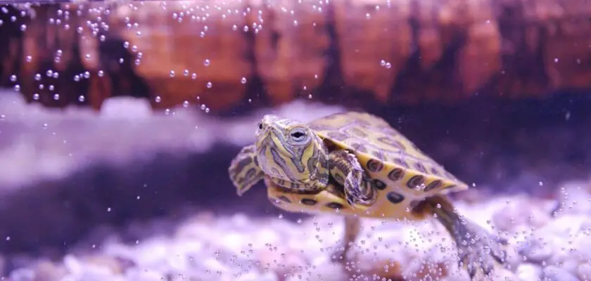 żółw domowy