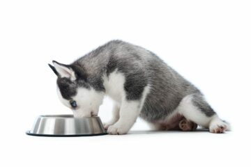 dieta ketogeniczna dla psa z padaczką
