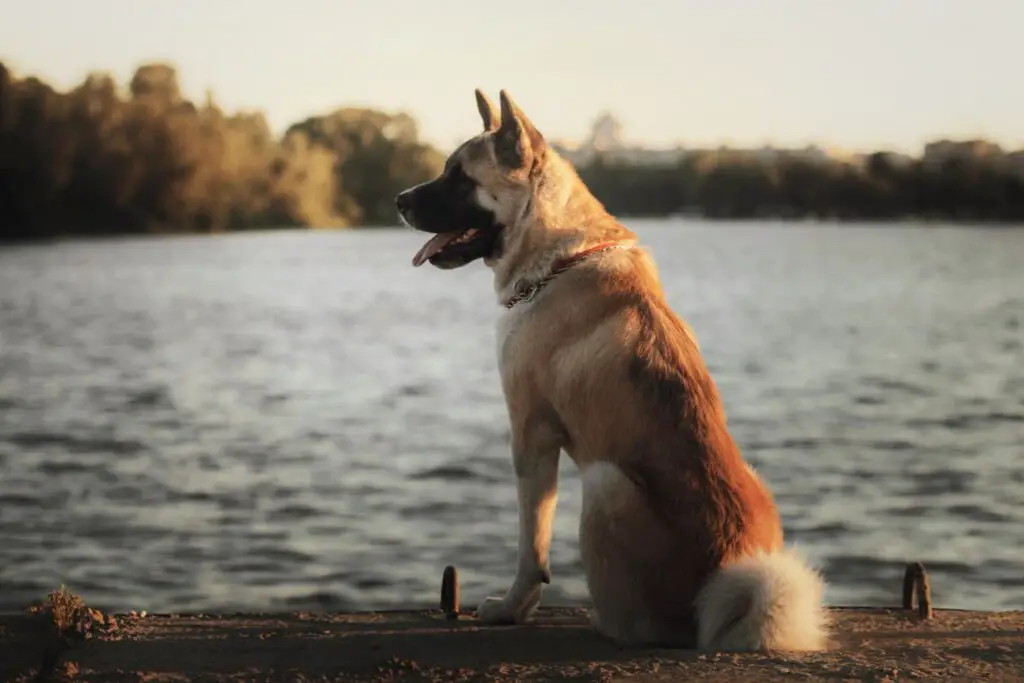 akita amerykańska amerykanizacja