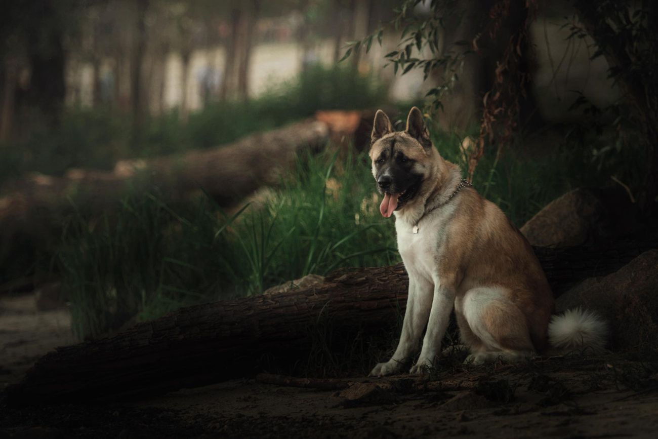 akita amerykańska pies siedzi w lesie